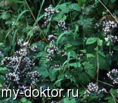     - MY-DOKTOR.RU