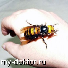  -    - MY-DOKTOR.RU