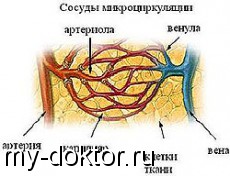 Артерии, капилляры, вены - MY-DOKTOR.RU