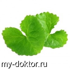   -     - MY-DOKTOR.RU