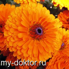   - MY-DOKTOR.RU