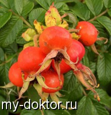  :      (   ) - MY-DOKTOR.RU