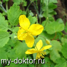      - MY-DOKTOR.RU