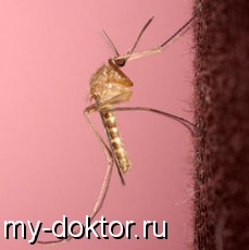    - MY-DOKTOR.RU