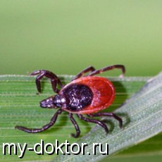   .   - MY-DOKTOR.RU