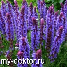 ,      - MY-DOKTOR.RU