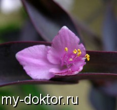   - MY-DOKTOR.RU