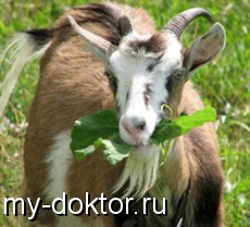        - MY-DOKTOR.RU