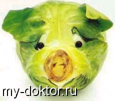 .   .     - MY-DOKTOR.RU