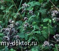     - MY-DOKTOR.RU