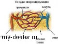 Артерии, капилляры, вены - MY-DOKTOR.RU