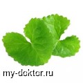   -     - MY-DOKTOR.RU