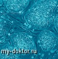     -    - MY-DOKTOR.RU