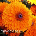   - MY-DOKTOR.RU