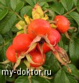  :      (   ) - MY-DOKTOR.RU