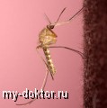    - MY-DOKTOR.RU