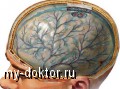 Полезные витамины для мозговой активности - MY-DOKTOR.RU