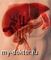    - MY-DOKTOR.RU