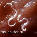    - MY-DOKTOR.RU